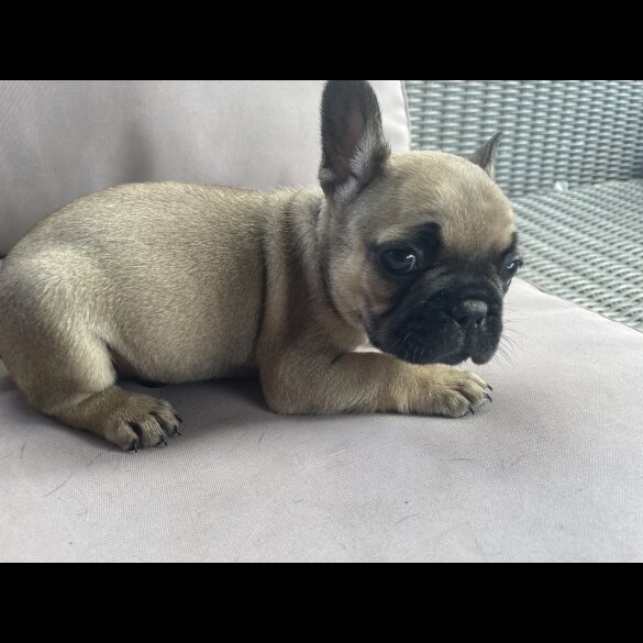 French Bulldog - Dogs
