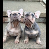 French Bulldog - Dogs