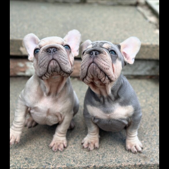 French Bulldog - Dogs