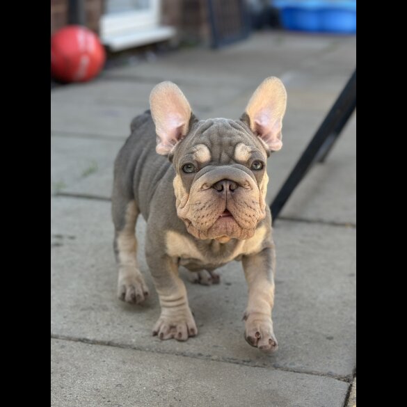 French Bulldog - Dogs