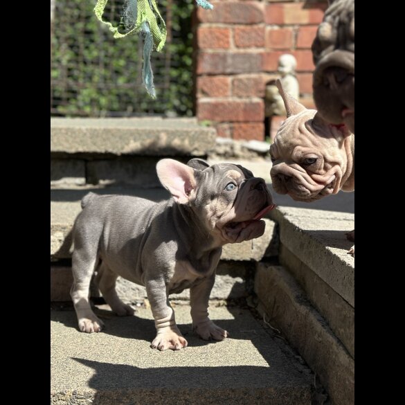 French Bulldog - Dogs