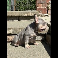 French Bulldog - Dogs