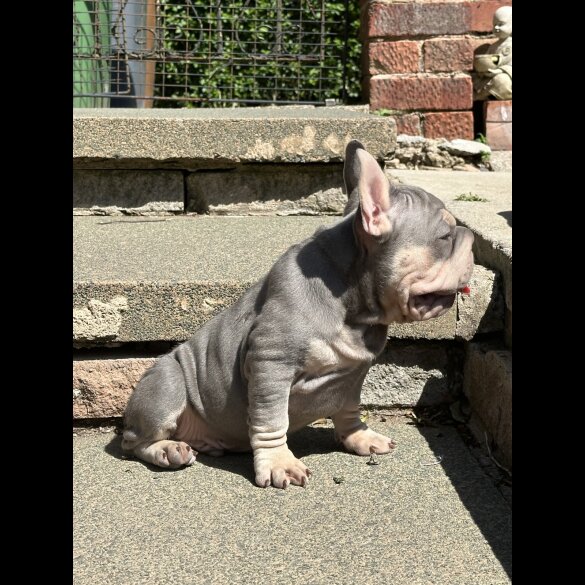 French Bulldog - Dogs