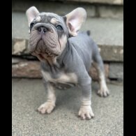 French Bulldog - Dogs