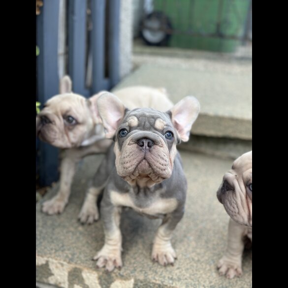 French Bulldog - Dogs