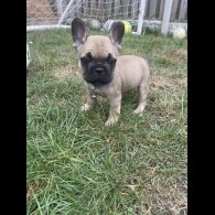 French Bulldog - Dogs