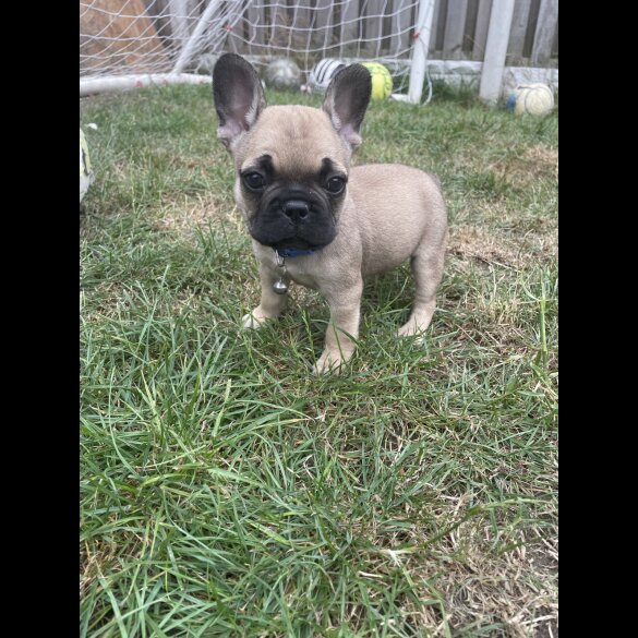 French Bulldog - Dogs