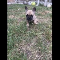 French Bulldog - Dogs