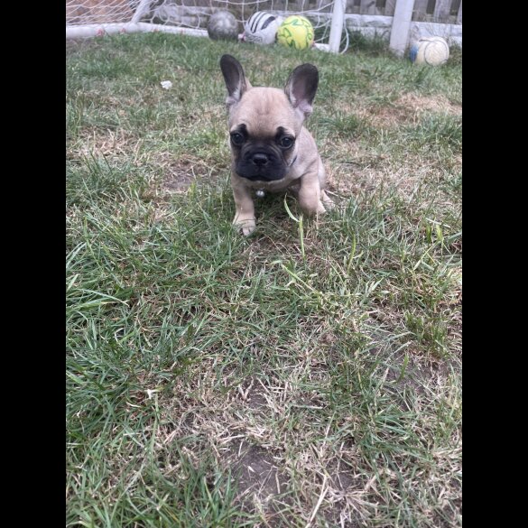 French Bulldog - Dogs