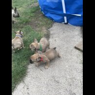 French Bulldog - Dogs