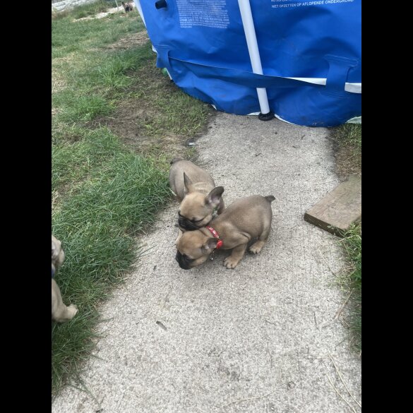 French Bulldog - Dogs