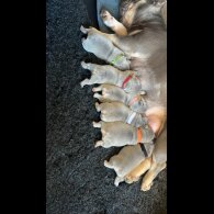 French Bulldog - Both