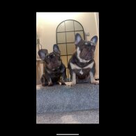 French Bulldog - Both