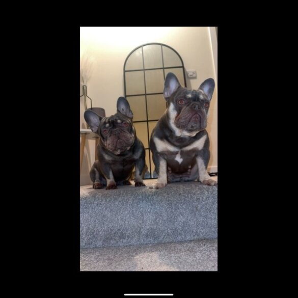 French Bulldog - Both