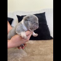 French Bulldog - Both