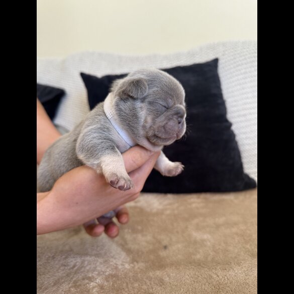 French Bulldog - Both