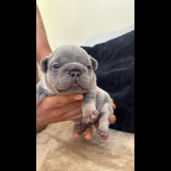 French Bulldog - Both