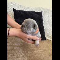 French Bulldog - Both
