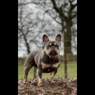 French Bulldog - Both