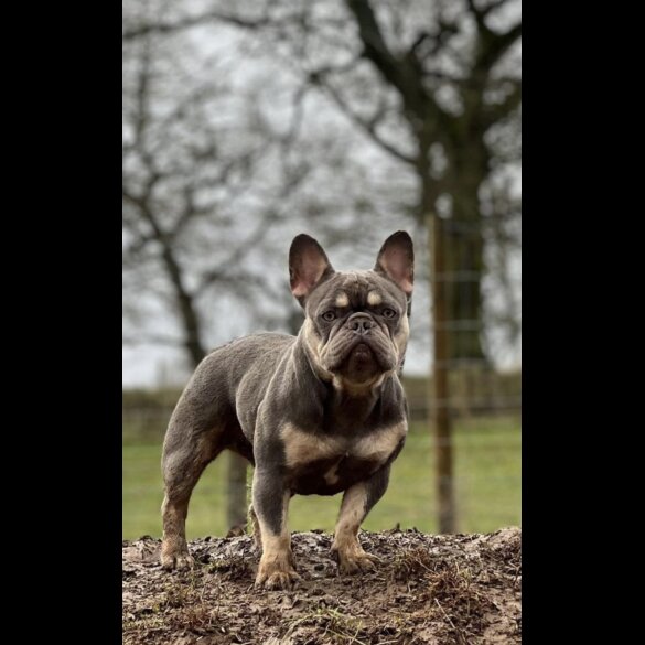 French Bulldog - Both