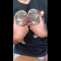 French Bulldog - Both