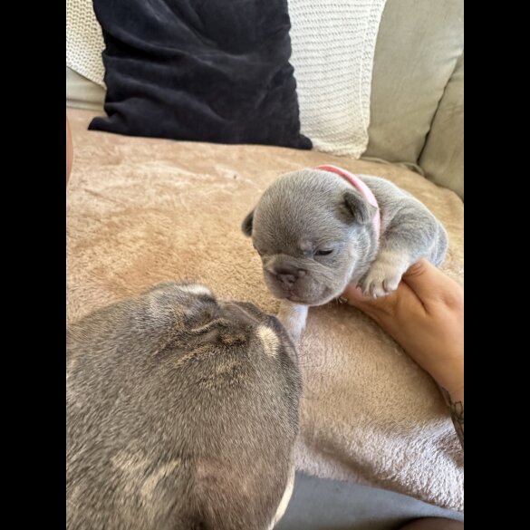 French Bulldog - Both