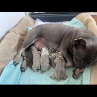 French Bulldog - Dogs