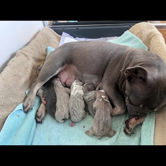 French Bulldog - Dogs
