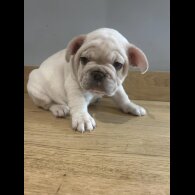 French Bulldog - Both