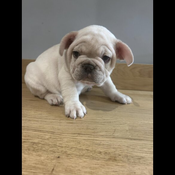 French Bulldog - Both