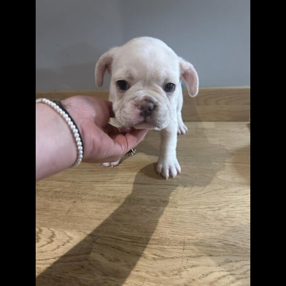 French Bulldog - Both