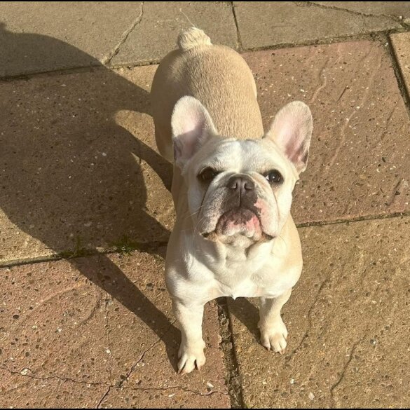 French Bulldog - Both