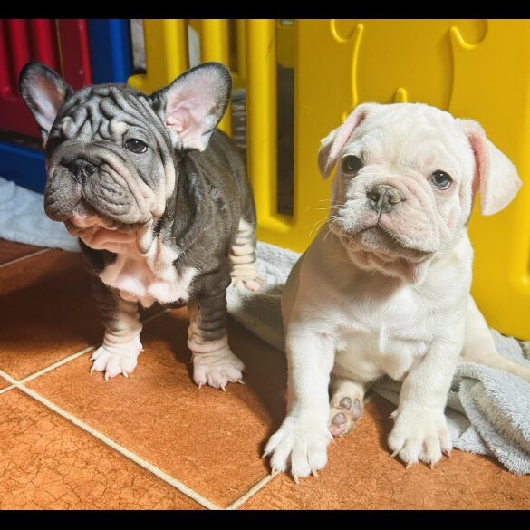 French Bulldog - Both