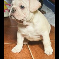 French Bulldog - Both