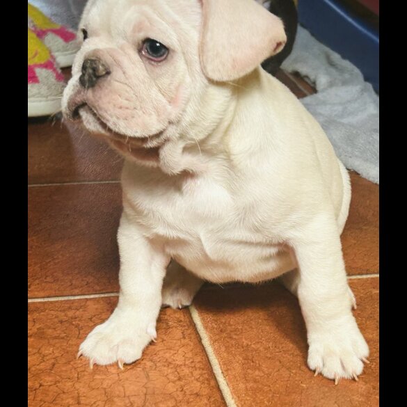 French Bulldog - Both