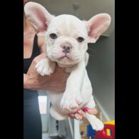 French Bulldog - Both