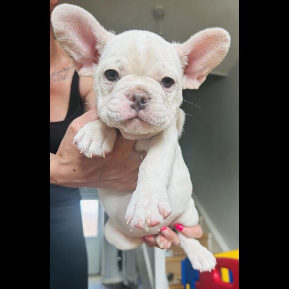 French Bulldog - Both