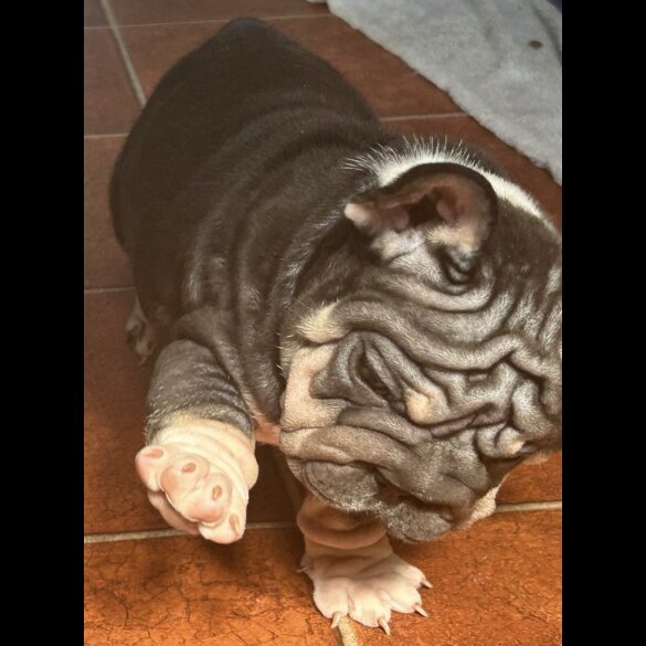 French Bulldog - Both