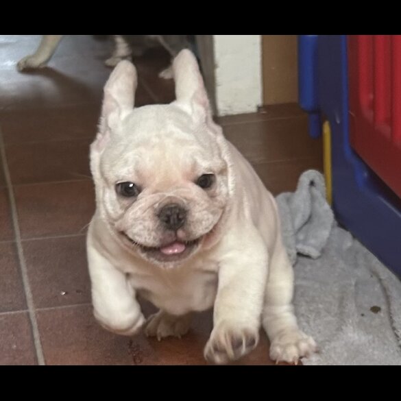 French Bulldog - Both