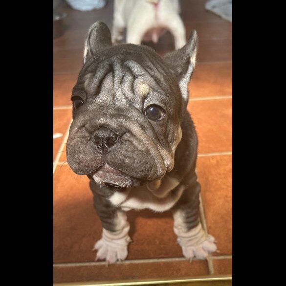 French Bulldog - Both