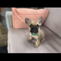 French Bulldog - Dogs