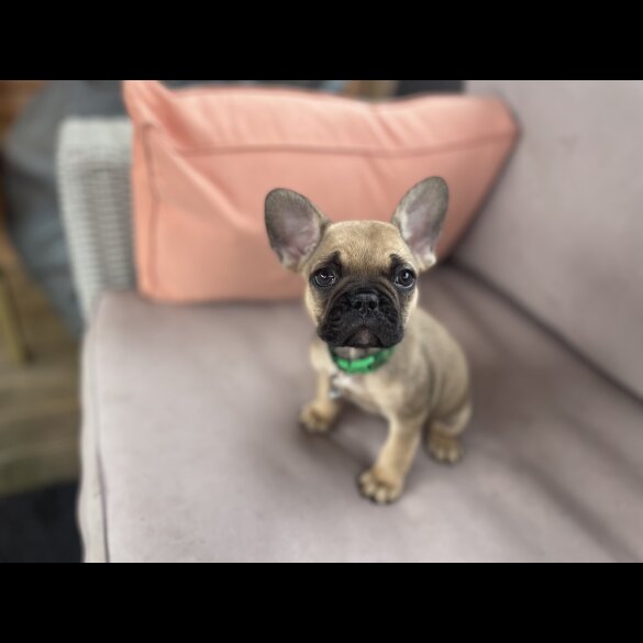 French Bulldog - Dogs