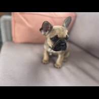 French Bulldog - Dogs