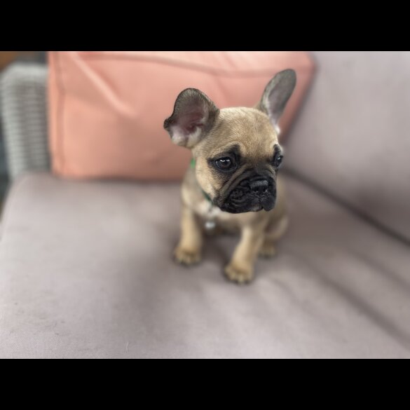 French Bulldog - Dogs