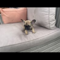 French Bulldog - Dogs