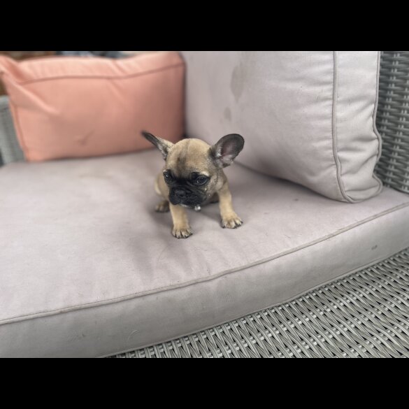 French Bulldog - Dogs