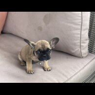 French Bulldog - Dogs
