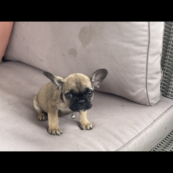 French Bulldog - Dogs