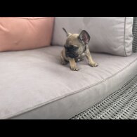 French Bulldog - Dogs