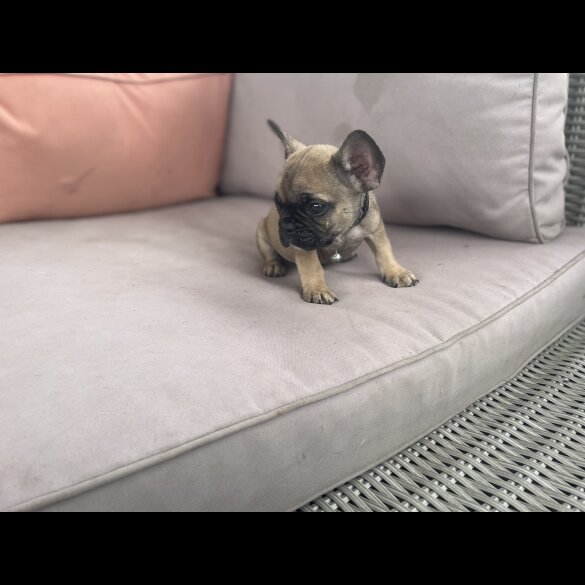 French Bulldog - Dogs